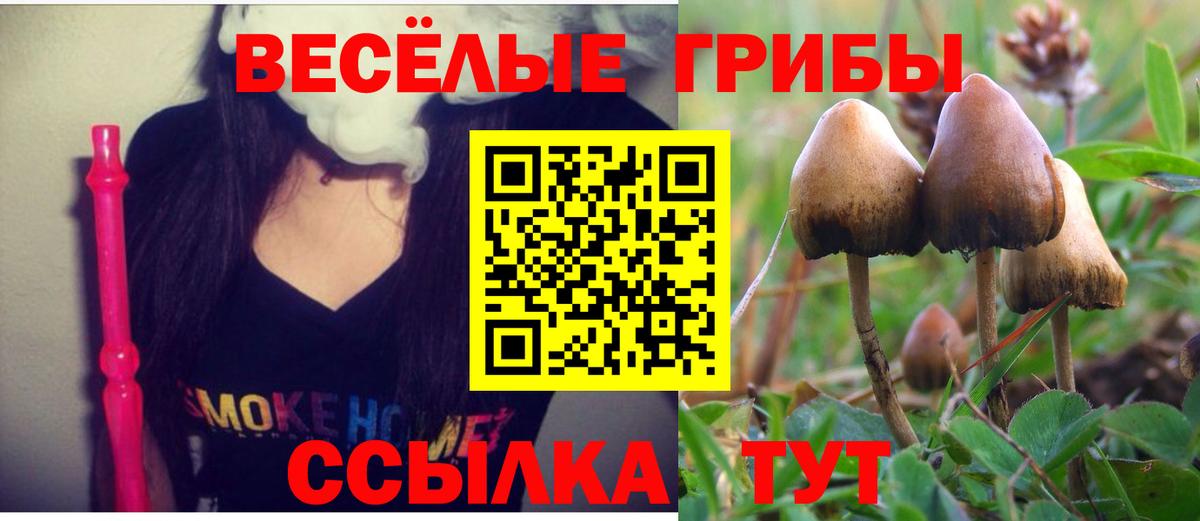 Псилоцибиновые грибы Psilocybe Тамбов